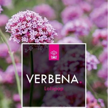 Verbena bonariensis 'Lollipop'