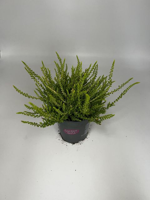 Calluna vulgaris Garden Girls yellow