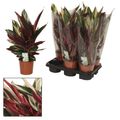 Stromanthe sanguinea 'Triostar'