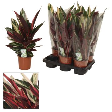 Stromanthe sanguinea 'Triostar'