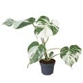 Monstera 'Borsigiana Variegata'