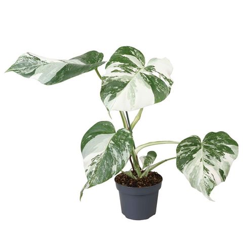 Monstera 'Borsigiana Variegata'