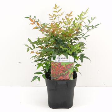 Nandina domestica 'Gulf Stream'