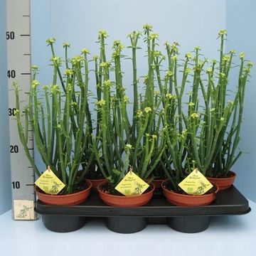 Euphorbia phosphorea
