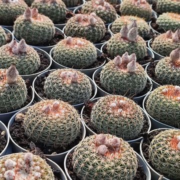 Notocactus elegans