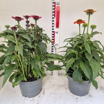 Echinacea purpurea POWWOW MIX