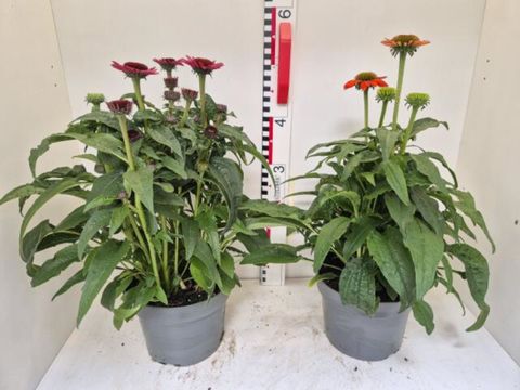 Echinacea purpurea POWWOW MIX