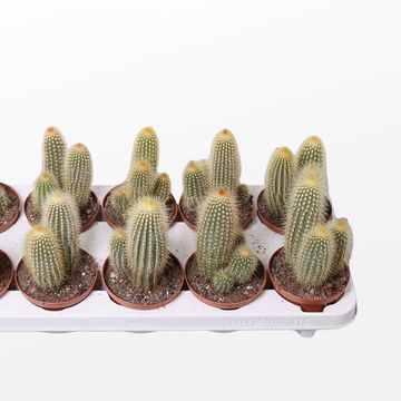 Vatricania guentheri