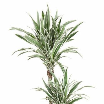 Dracaena fragrans 'White Stripe'