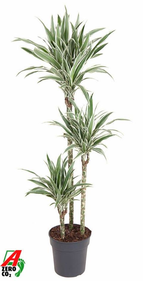 Dracaena fragrans 'White Stripe'