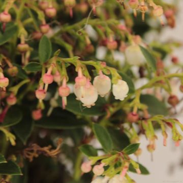 Gaultheria procumbens 'Indian Summer' — Plant Wholesale FlorAccess