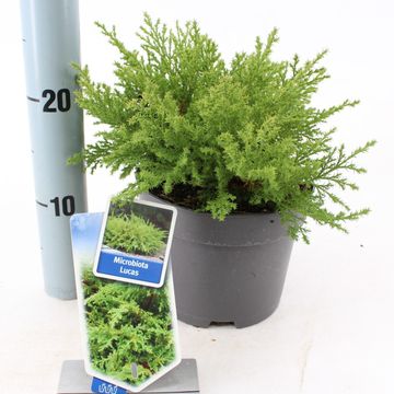 Microbiota decussata 'Lucas'