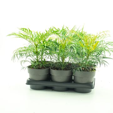 Mahonia eurybracteata 'Soft Caress'