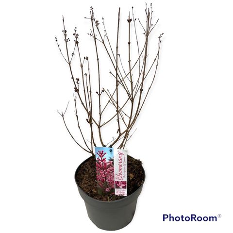 Syringa BLOOMERANG PINK PERFUME
