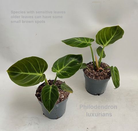 Philodendron luxurians