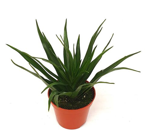 Dracaena 'Needle'