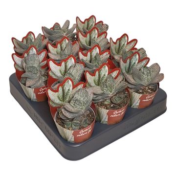 Gasteria 'Sakura Fuji'