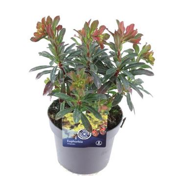 Euphorbia amygdaloides 'Purpurea'