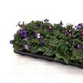 Petunia SKY MIX