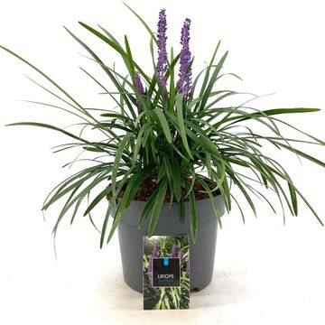 Liriope muscari 'Royal Purple'