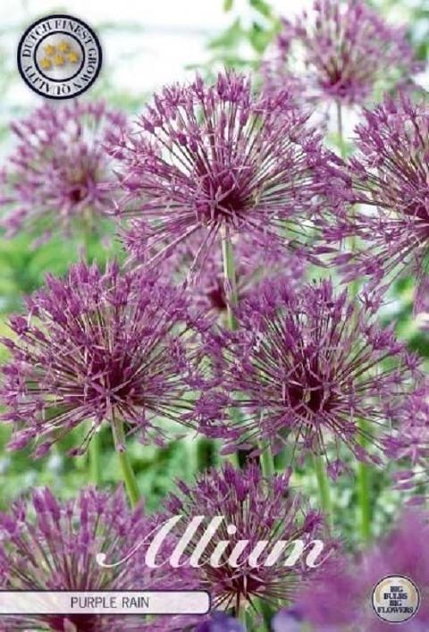 Allium 'Purple Rain'