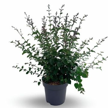 Syringa BLOOMERANG DARK PURPLE