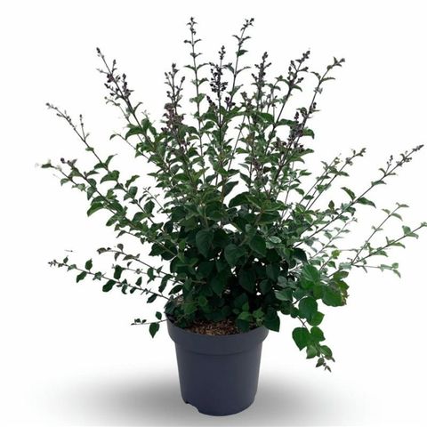 Syringa BLOOMERANG DARK PURPLE