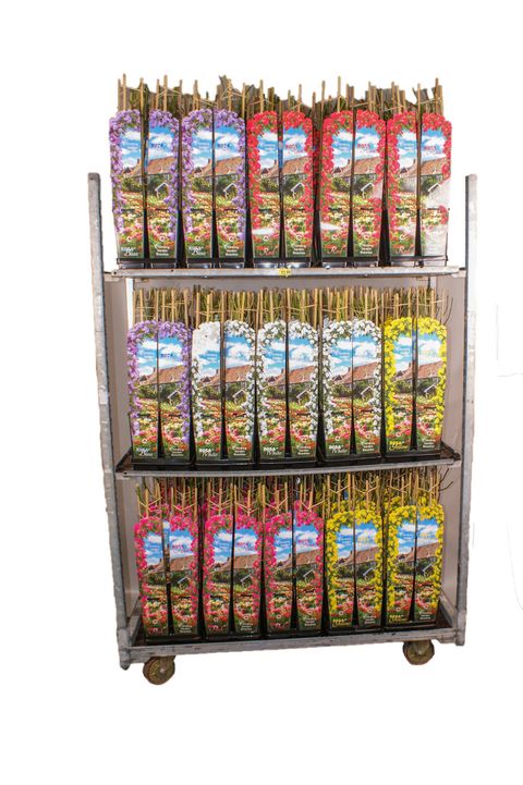 Rosa OLD ENGLISH GARDEN BEAUTIES MIX