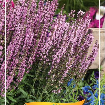 Salvia nemorosa 'New Dimension Rose'