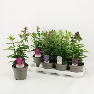 Phlox MIX