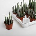 Stapelia stapeliiformis