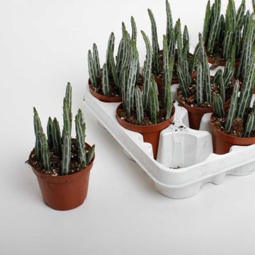 Stapelia stapeliiformis