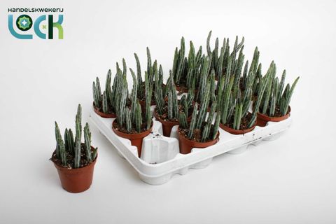 Stapelia stapeliiformis