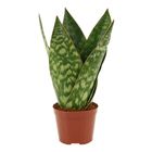 Sansevieria 'Jamaiquina Queen'