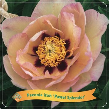 Paeonia 'Pastel Splendor'