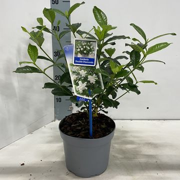 Gardenia jasminoides DOUBLE DIAMONDS