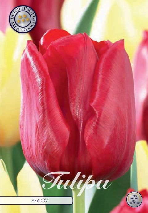 Tulipa 'Seadov'