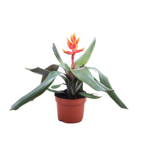 Aechmea PEPITA ELEGANT FLAMES