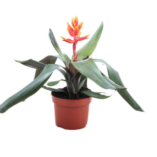 Aechmea PEPITA ELEGANT FLAMES