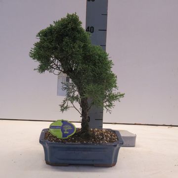 Juniperus chinensis