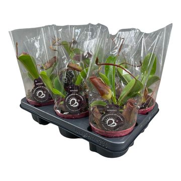 Nepenthes lowii