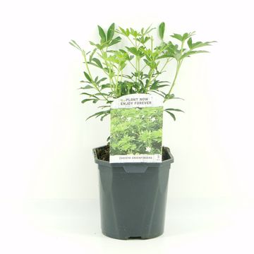 Choisya GREENFINGERS