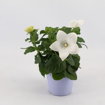 Platycodon grandiflorus 'Astra White'