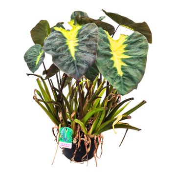 Colocasia 'Hybrid Lime Oasis'