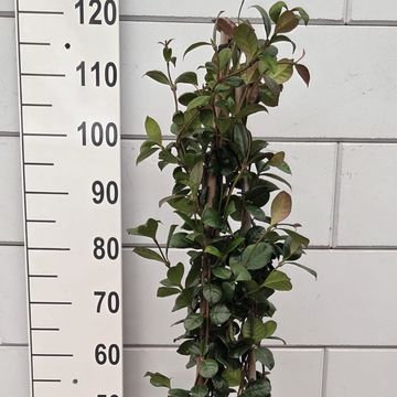 Trachelospermum jasminoides