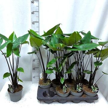 Alocasia 'Black Zebrina'