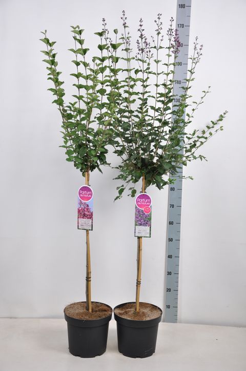 Syringa MIX