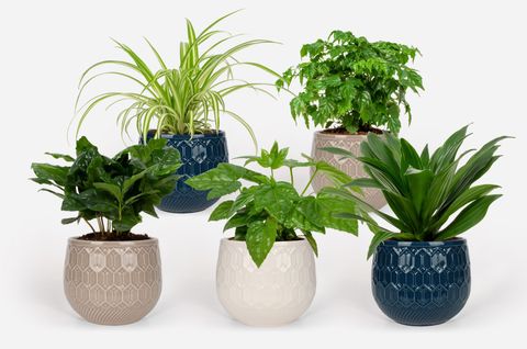 Houseplants MIX