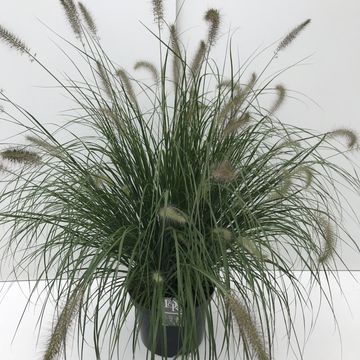 Pennisetum alopecuroides 'Hameln'