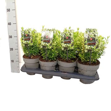 Euonymus japonicus 'Microphyllus Aureovariegatus'